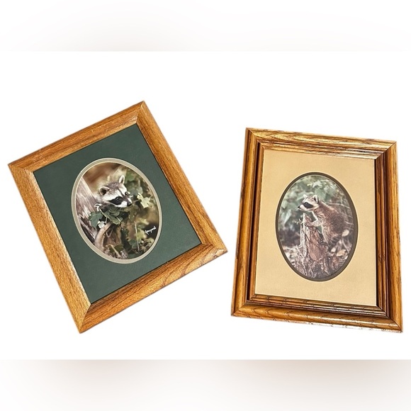 Vintage Framed Matted Set Of Two Baby Raccoon Photos - Picture 1 of 9
